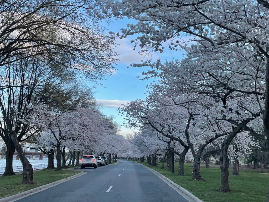 Planting Cherry Trees in Washington D.C. 