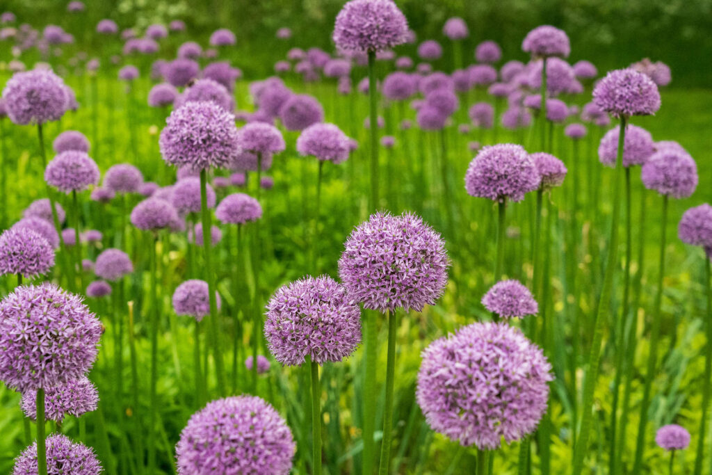 lucas and clark grounds company, professional lawn care and landscaping